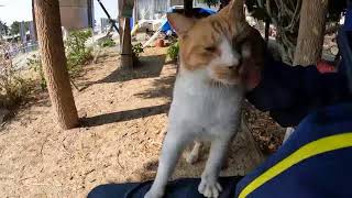 感動猫動画 のライブ配信