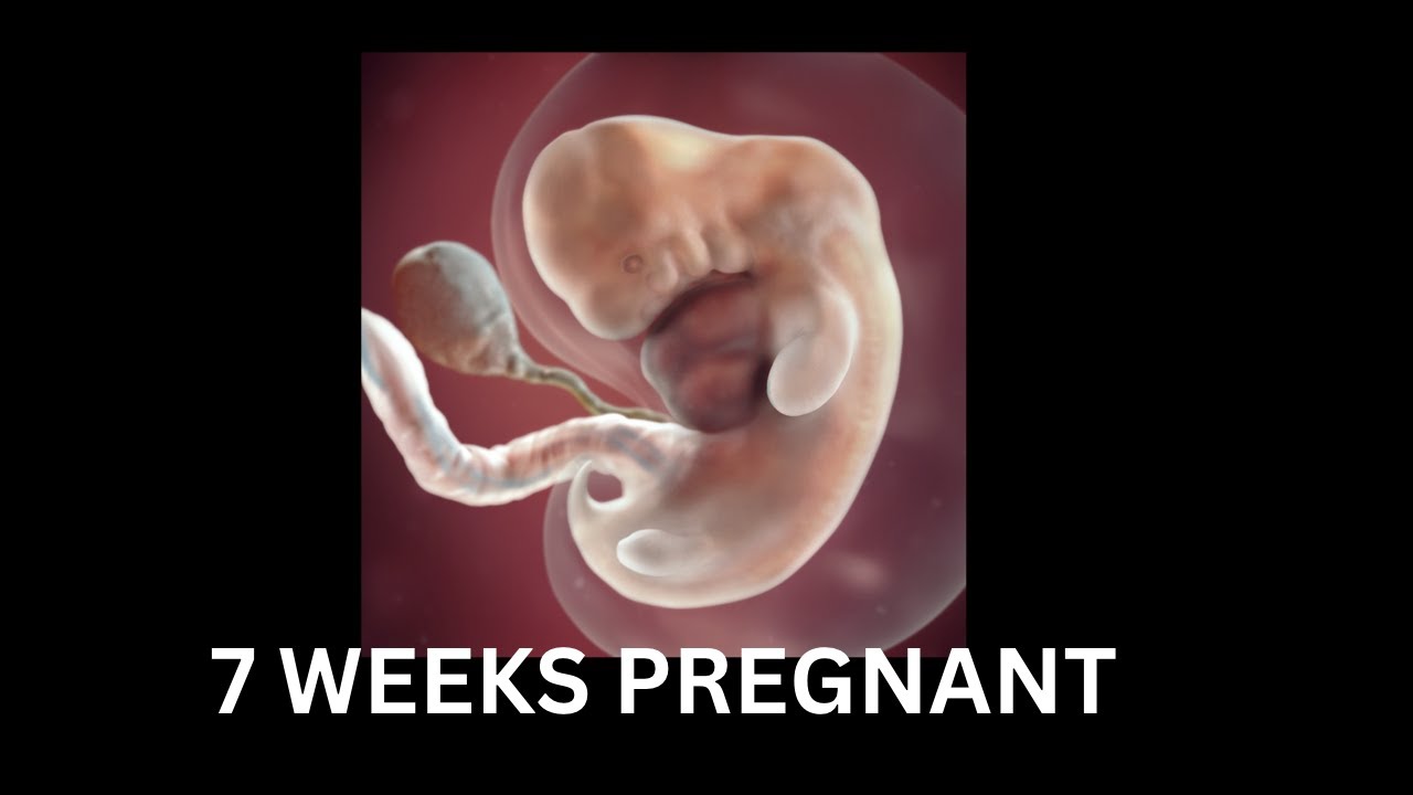 7 WEEKS PREGNANT EARLY SCAN SYMPTOMS TWINS AGAIN PREGNANCY UPDATE 