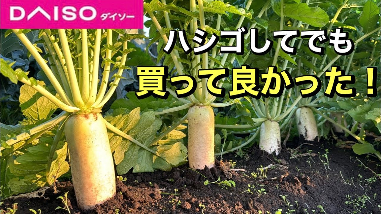 【ダイソー】とんでもない勢いで育ってます！本当に買ってよかった！【100均園芸】【便利】