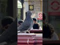 Gossip girls #gossip #asmr #birds #subscribeformore