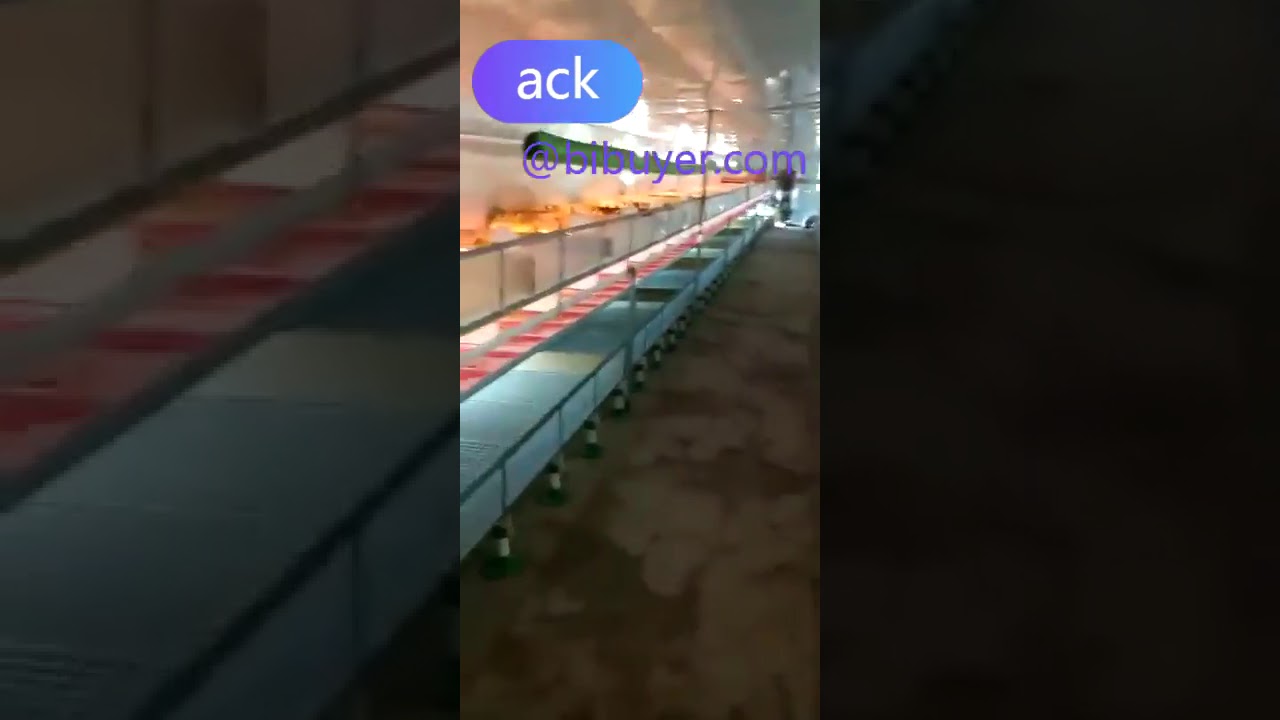 Plastic slat floor for baby ducklings in use