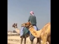 تكريم ل هجن العاصفة 