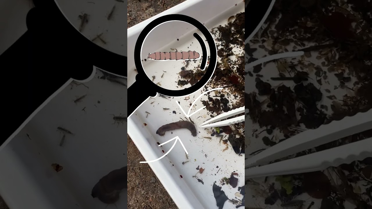 Come and take a look at the fantastic minibeasts you can find in our local streams! 🔎🦐