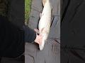 FAT PIKE TAKES THE BAIT