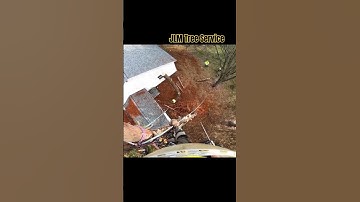 Tree Climber Rigs Top to a Young Man! #treeclimber #treeworker #Rigging #work