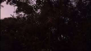 Suara burung hantu celepuk - Buek