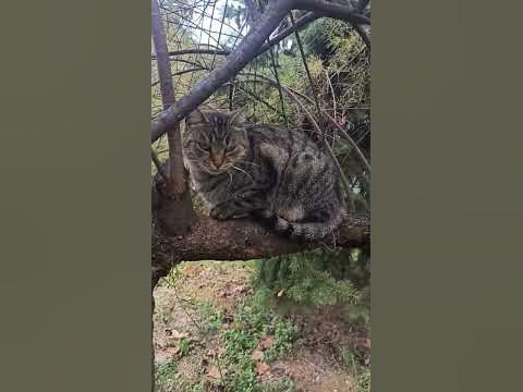 древесный кот🏝️ - YouTube