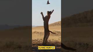 This Cat Catches Birds Mid Air 😳 Caracal Facts #shorts