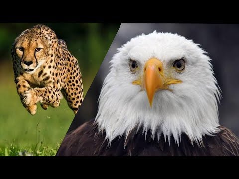 Top 6 Animales