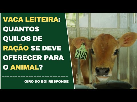 Vaca leiteira: quantos quilos de ração se deve oferecer para o animal?