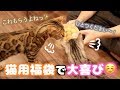 猫用福袋買ったので一緒に遊ぶよ!