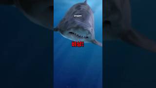 한국에서 '식인 상어'가 발견됨 ㄷㄷ screenshot 4
