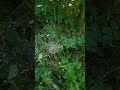 A wam jak owocują poziomki w tym roku?