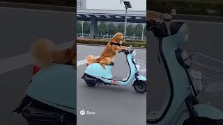 金毛骑电动车闯红灯