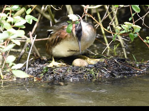 Video: Grey-cheeked grebe: yees duab, piav qhia ntawm qhov tsos, kev ua neej thiab nta