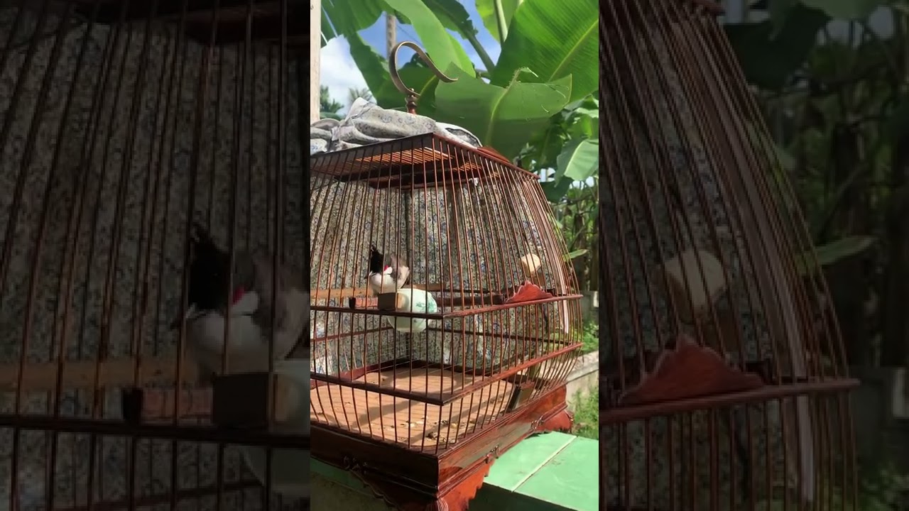 Chào mào An Lão - Bình Định