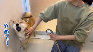 久しぶりの自宅お風呂が嫌すぎて犬語で泣き叫びながらも必死に頑張る柴犬が可愛すぎました