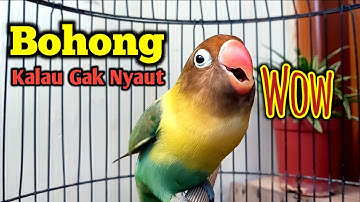 LB FIGHTER NGEKEK PANJANG MEMANGGIL PANCING EMOSI LAWAN, LOVEBIRD YANG DENGAR LANGSUNG NYAUT NGEKEK