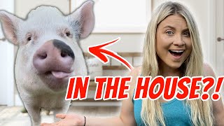 Why My Pig LIVES IN THE HOUSE!? *Cute Animals!*