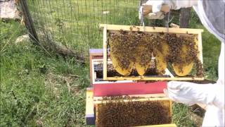 NNY Bees Natural Beekeeping - One week followup to Nuc Installation with Bottom Supering.