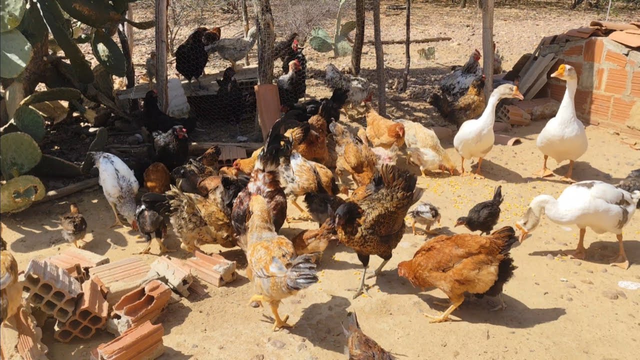 PRECISO DIMINUIR A QUANTIDADE DE AVES | SÍTIO COM JAVEH 
