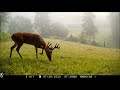 2020 Trail Camera Videos from Suches, Georgia