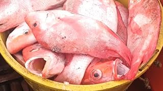 Download Lagu ice for fish use only MP3