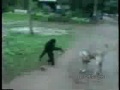 Monkey Funny Video   Download for Free on Mobango com