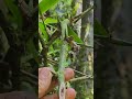 Herbal Colon Cleanse & the Giant Neotropical Bamboo thumbnail