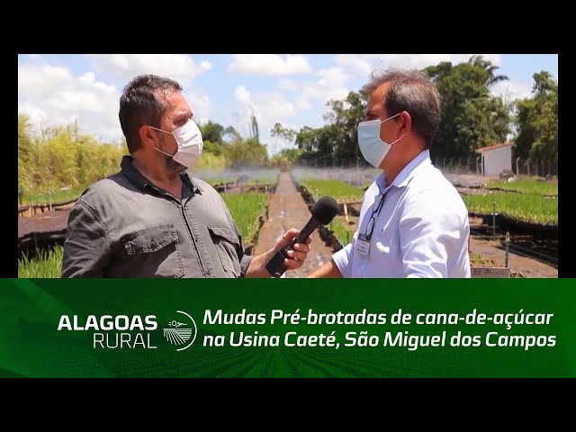 Mudas Pré-brotadas de cana-de-açúcar na Usina Caeté, São Miguel dos Campos