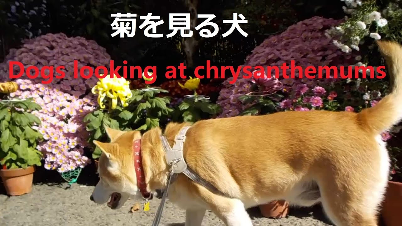 菊を見る犬 Dogs looking at chrysanthemums YouTube