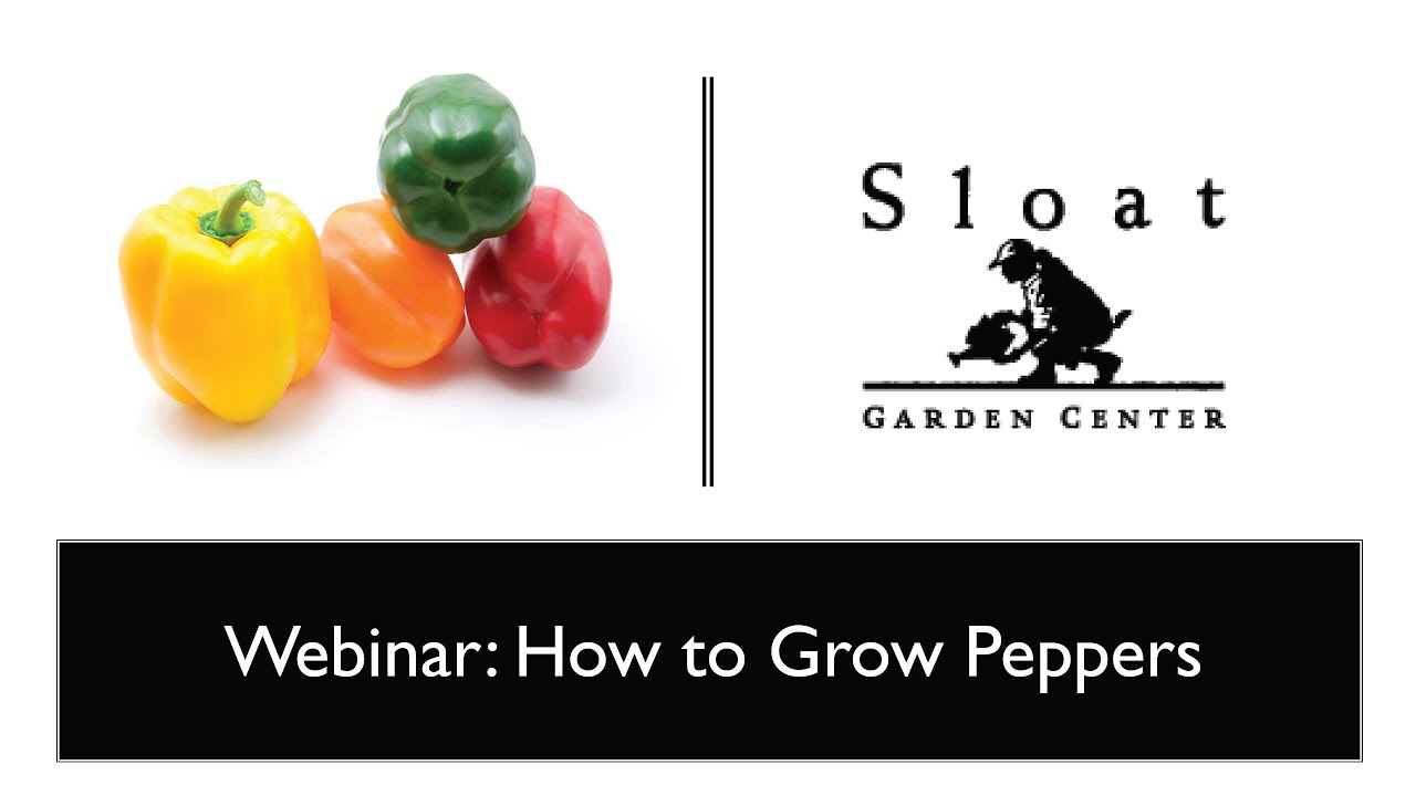 inar How to Grow Peppers YouTube