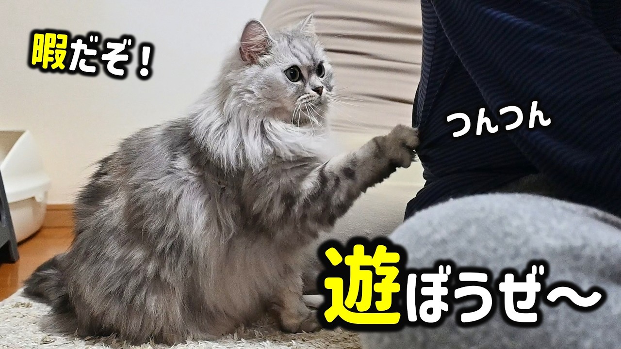 どうしても遊んで欲しくてツンツンしてくる猫が可愛すぎました！