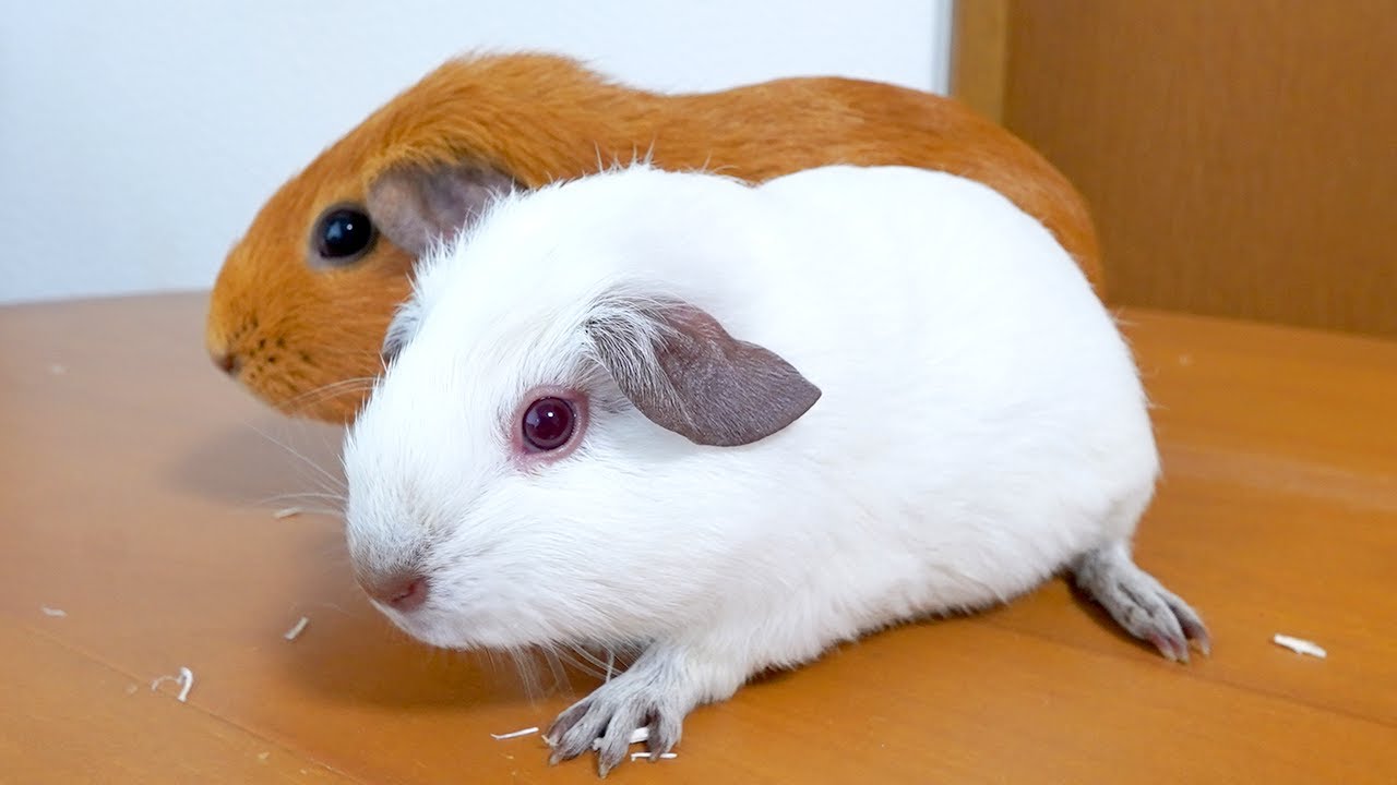 I Welcomed a High-End Guinea Pig That Costs $600 - YouTube