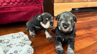 PUPDATE for these vocal Mini Schnauzer puppies  sound on!