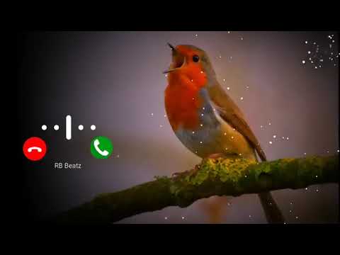 Suara Panggilan Burung