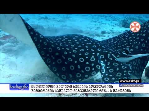 მსოფლიოში ველური ბუნების პოპულაციის შემცირების საშუალო მაჩვენებელი 68 %-ს შეადგენს