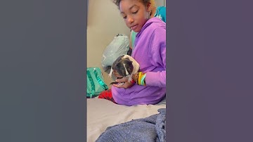 WHEN OUR SNAKE MET OUR GUINEA PIG