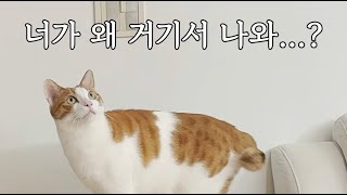 너가 왜 거기서나와...? #고양이 #cat #다묘가정 #고양이일상