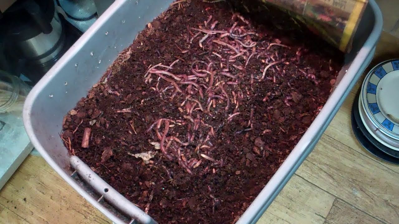 Feeding Time for The European Night Crawlers and Red Wigglers