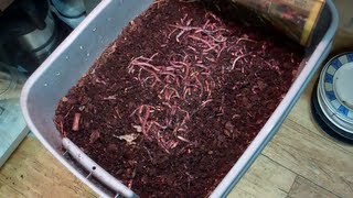 Feeding Time for The European Night Crawlers and Red Wigglers! These Are Some Happy Worms!