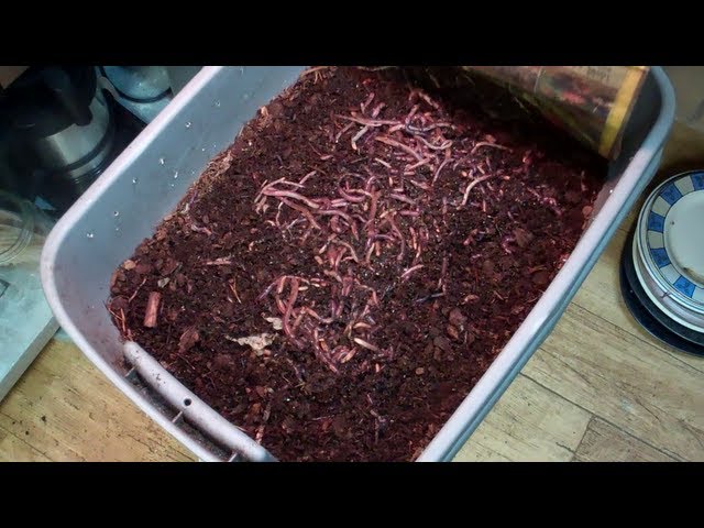 Why You Want Redworms and Earthworms (Nightcrawlers) in Your