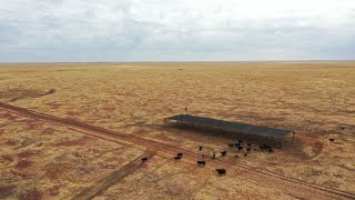 Mitigating heat stress in heifers to prevent stock losses