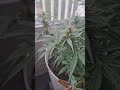 10 weeks old , 7 weeks into lst test #ihavethisthingwithplants #plants
