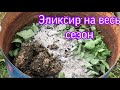 Настой из крапивы. Органическое удобрение