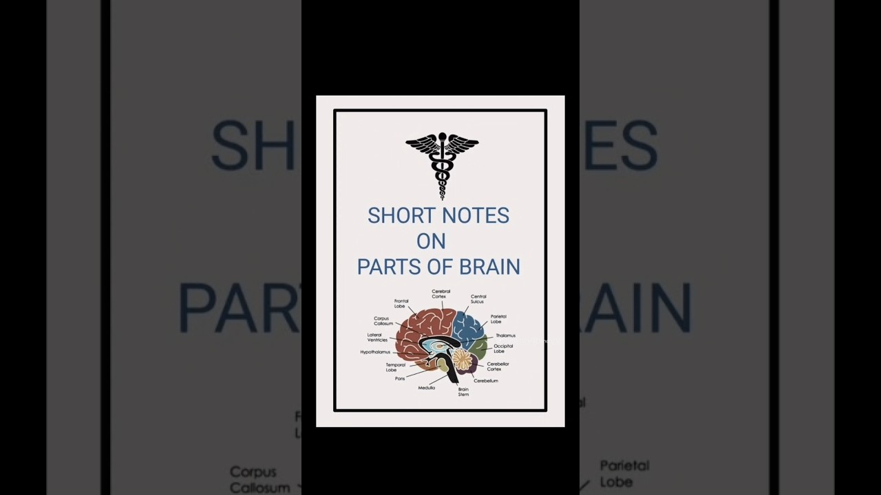 Shorts Note on Parts of Brain