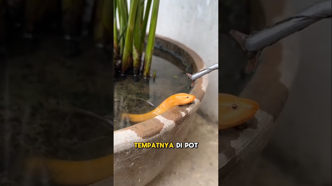 Pelihara belut Albino di pot