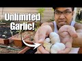 The Best Method to Growing Unlimited Garlic