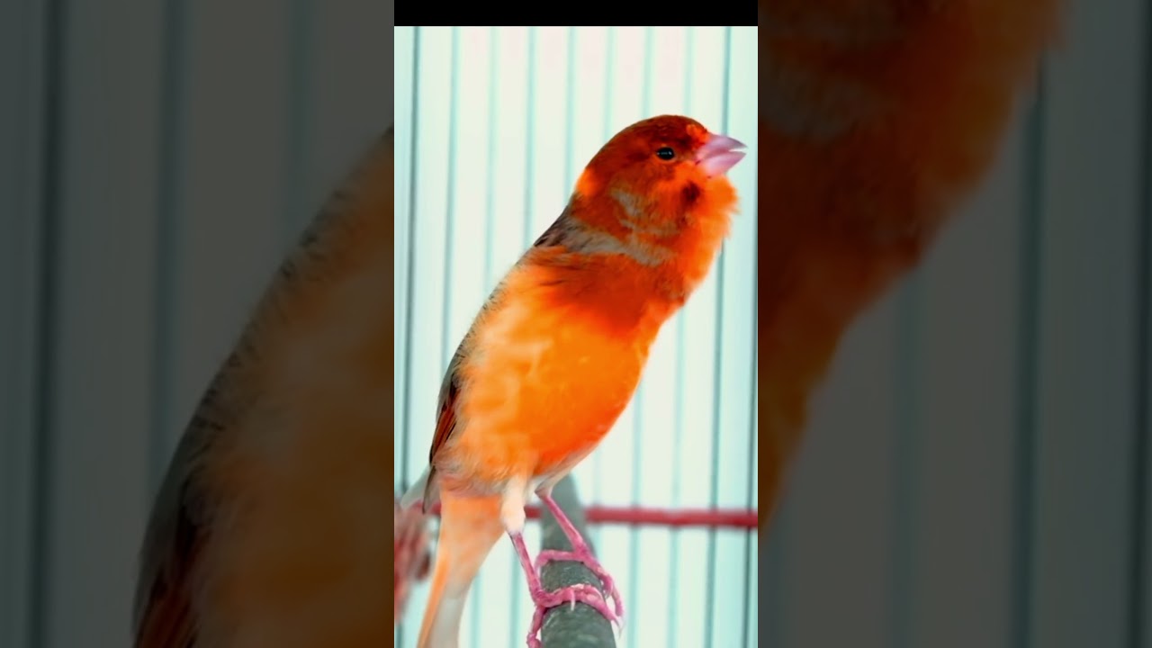 Kenari Gacor Panjang Full Isian Mewah 