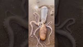 ¿Por qué es IMPOSIBLE encerrar a un Pulpo? 🐙🔓